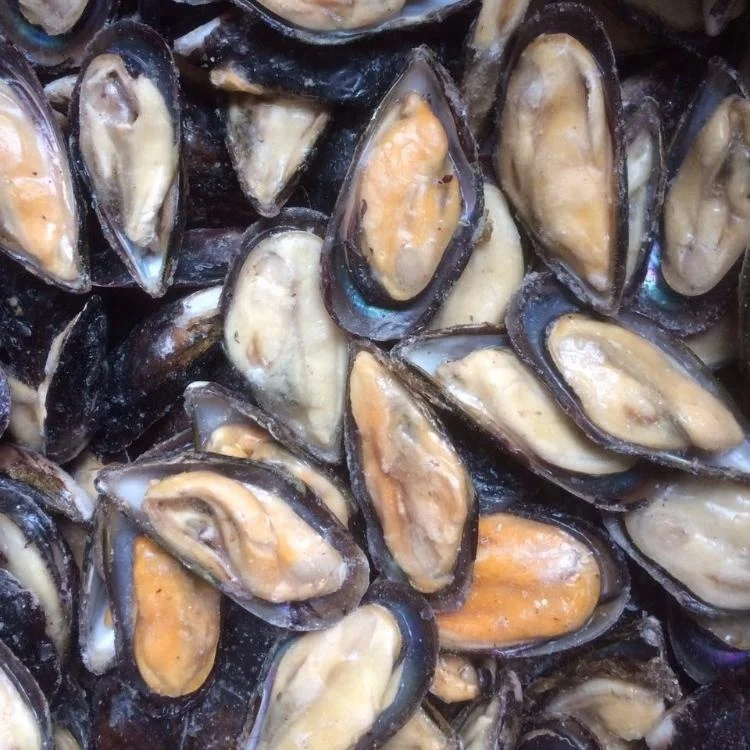 Frozen half shell mussel