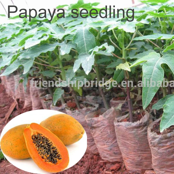 
Тайваньские разновидности, травы фруктов, папайя 