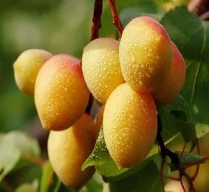 
Fresh Bitter Raw Apricot Seeds 100% Natural 