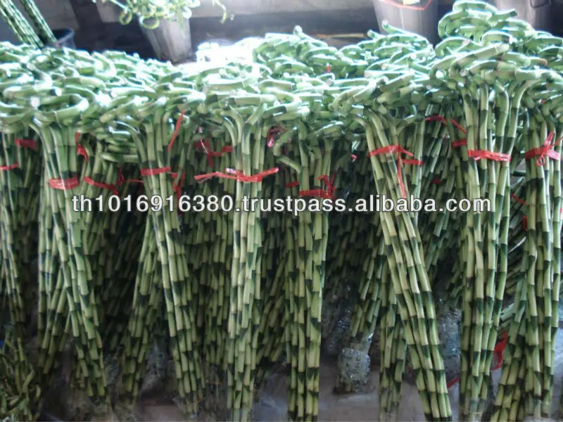 
Fresh Orchid Flowers White 