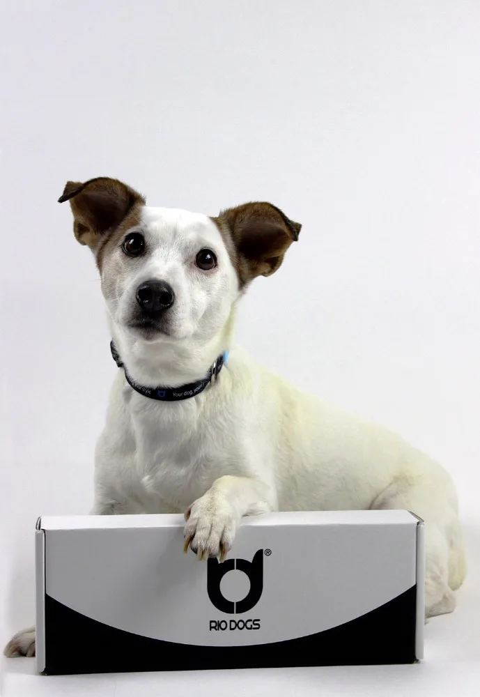 Высокое качество животное ошейник