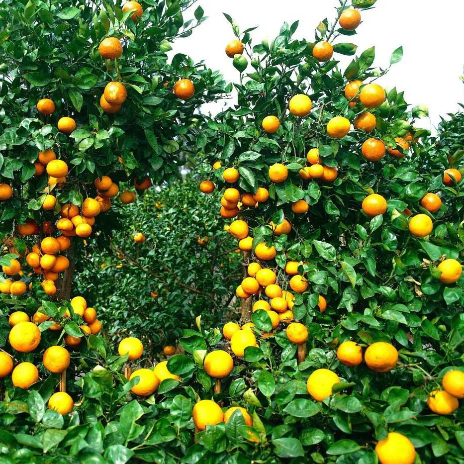 Prohexadione-calcium  plant growth regulator 10% wg prohexadione calcium