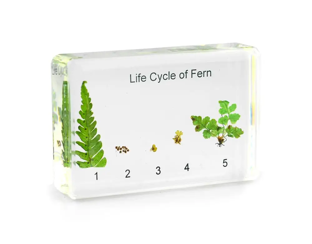 Biological Plant Specimen Wholesale Life Cycle of Fern