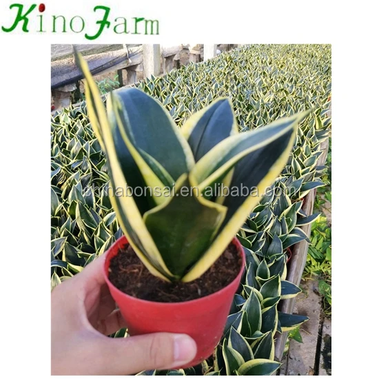 
Whosale All Types Of Sansevieria Plants 