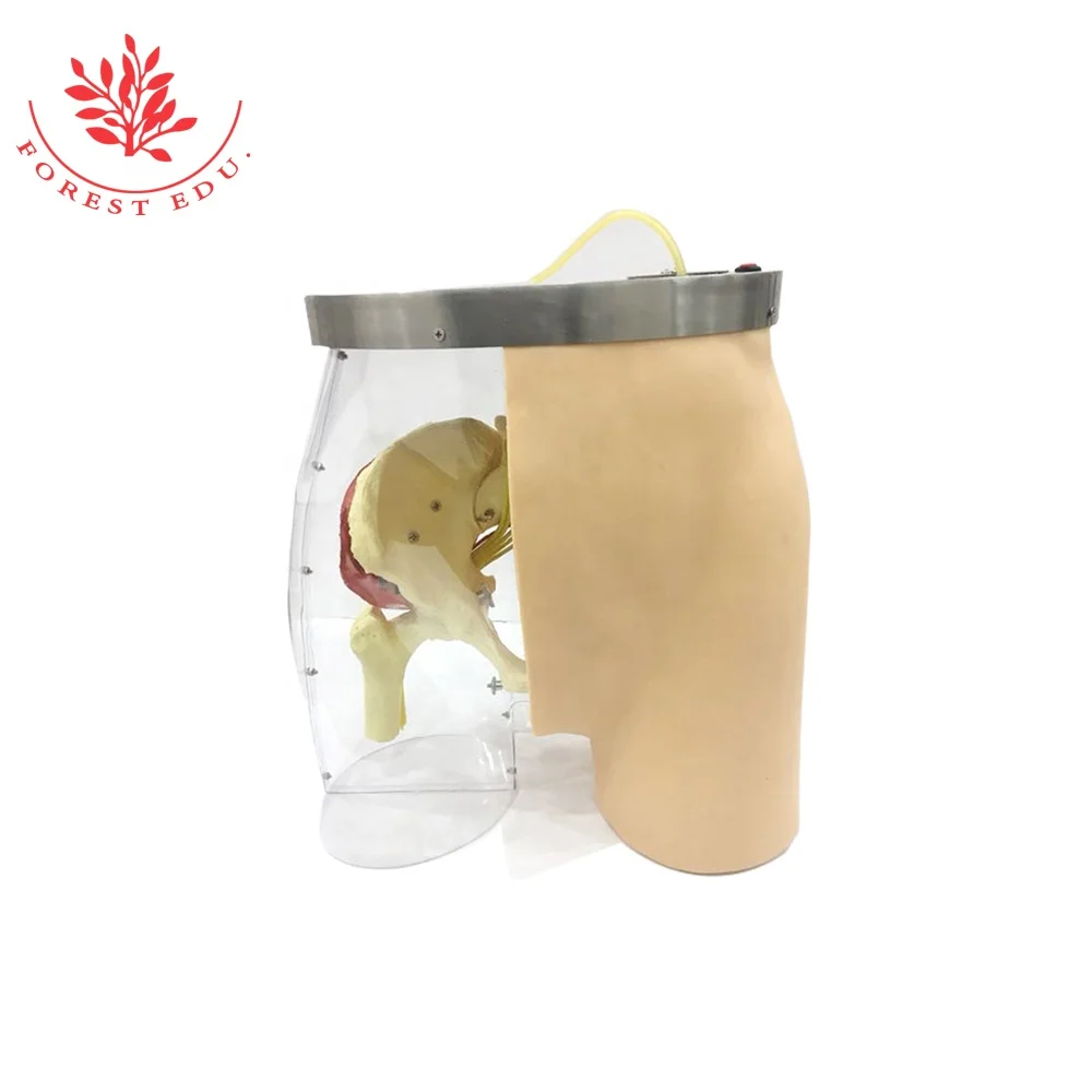 Medical Nursing model Human Buttocks intramuscular injection model