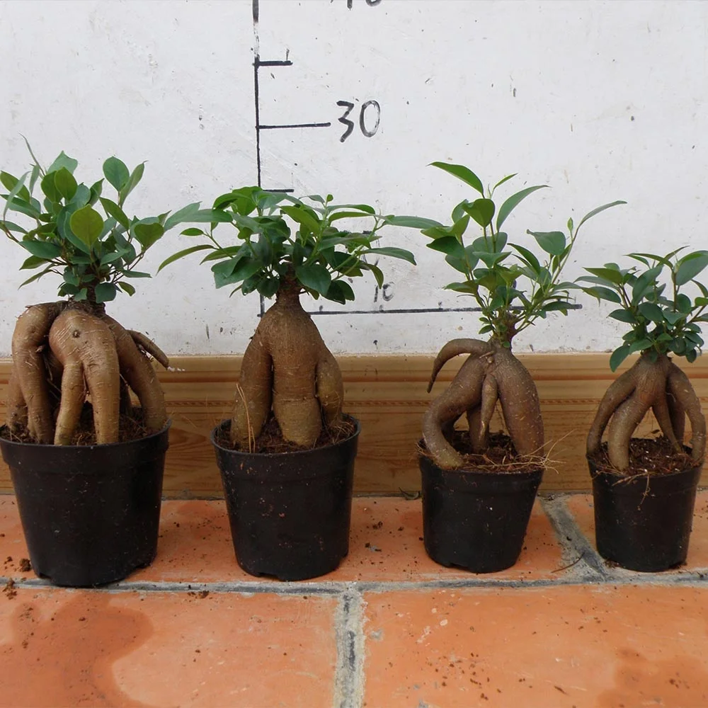 
ungrafted Ficus Microcarpa 