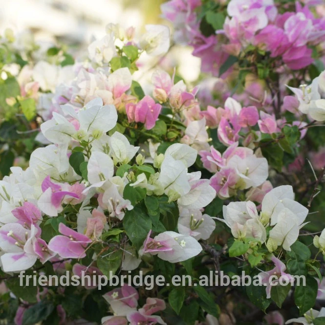 Bougainvillea Potted Plants, white, purple, double colour Bonsai