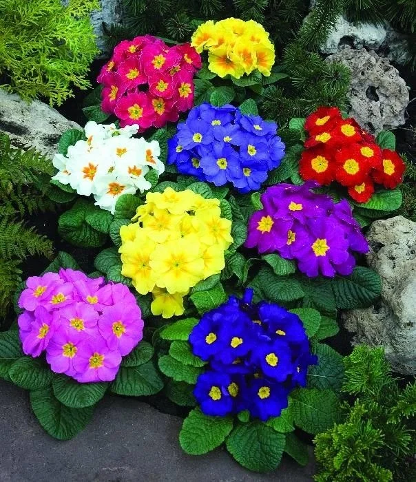 Hybrid F1 Primula Malacoides Flower Seeds For Cultivation