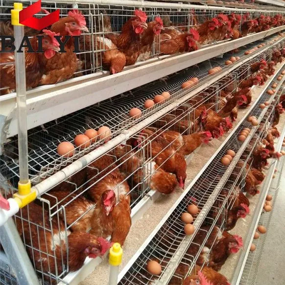 chicken cages galvanized and accessories poultry equipment qatar
