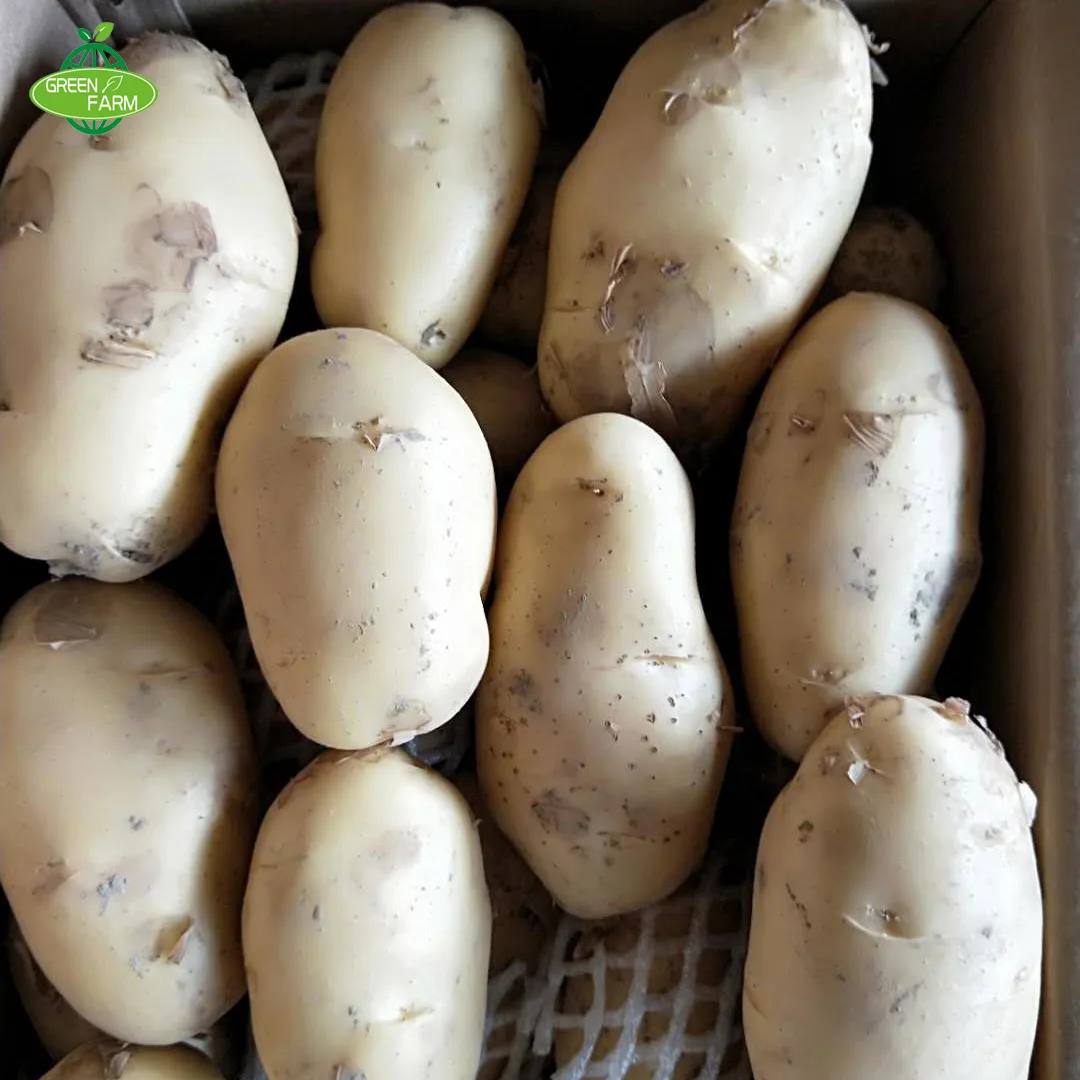 100-250g carton/net bag fresh potatoes looking for global potato buyers