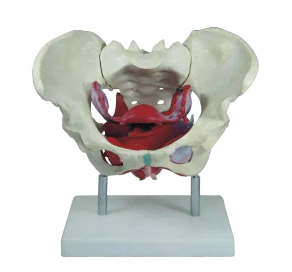 Human plastic simulation bone model and female pelvis model with pelvis floor muscle