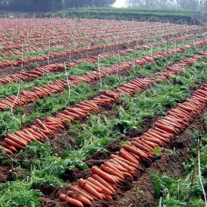 China Factory Price Dehydrate Vegetable Dried Carrot