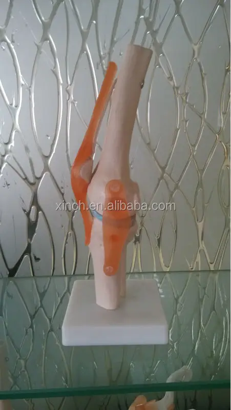 Life size коленного сустава анатомическая модель для школьного преподавания