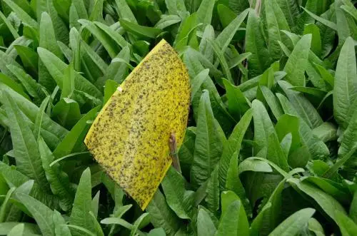 Приманка Liriomyza sativae для уничтожения растительных листьев