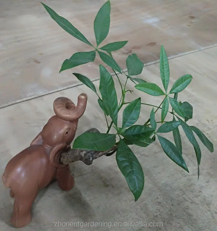 
 Мини-декоративные растения, комнатный китайский горшок, декоративное домашнее растение pachira, бонсай  