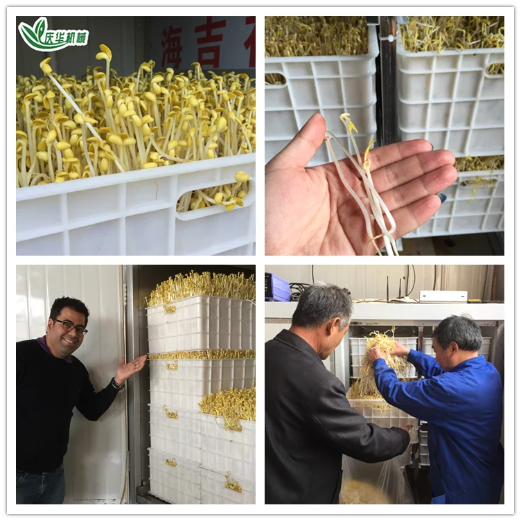 
Automatic Bean Sprout Machine Manufacture / Mung Bean Sprout Making Machine/ Bean Seed Germination Machine 