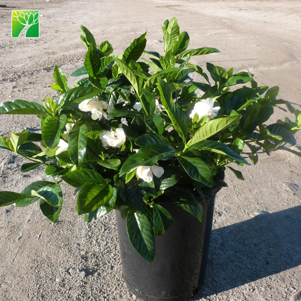 
Cheap wholesale high maintenance shrub plant tree Gardenia jasminoides Gardenia 