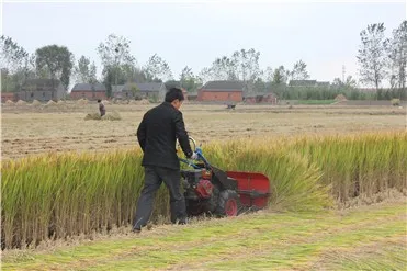 Miwell 1200mm Cutting Width Harvester Wheat Paddy Rice Cutting Machine Mini Reaper