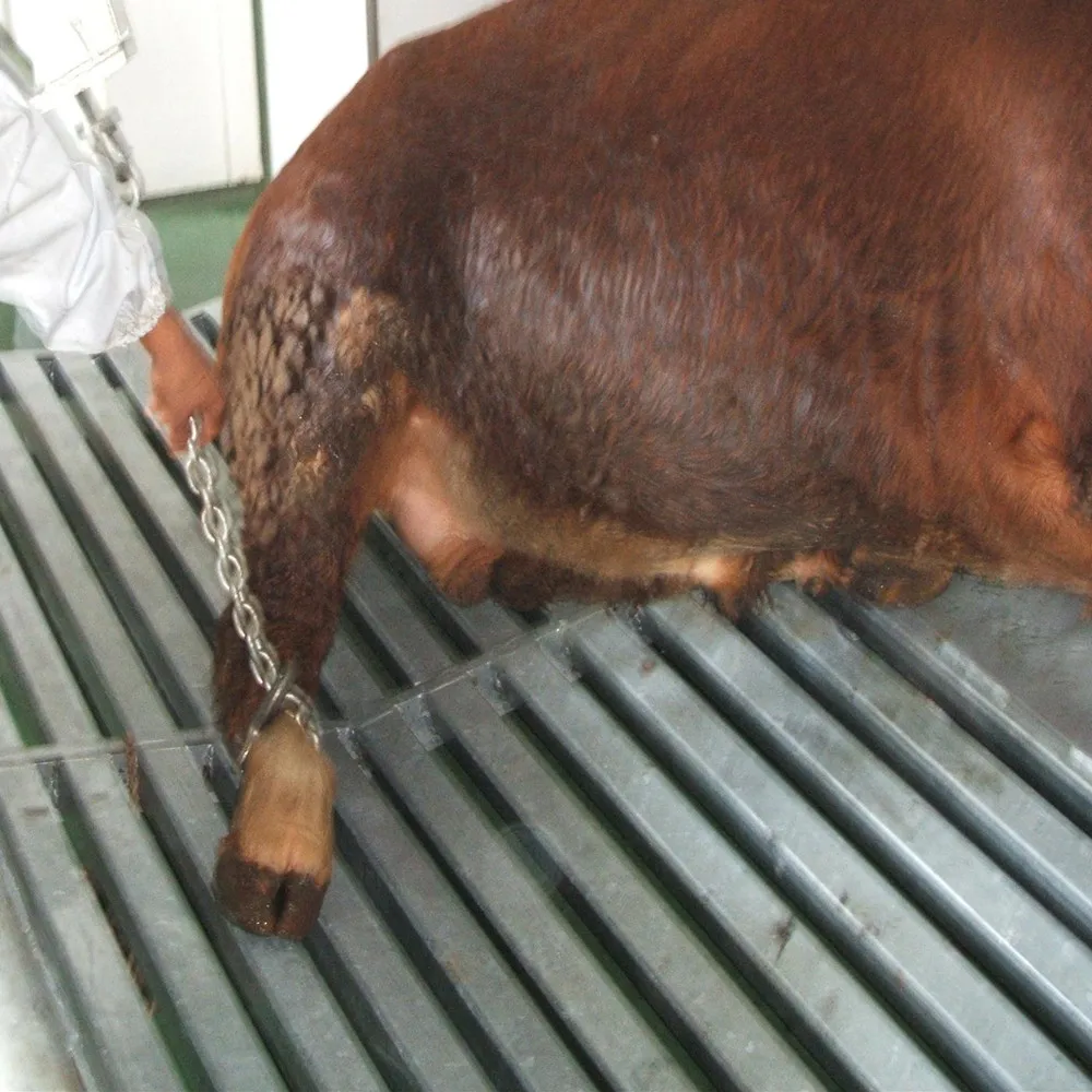 Abattoir Meat Stainless Steel Hook For Cattle Slaughter