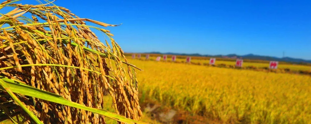 Rice bran wax INCI Oryza Sativa Cera