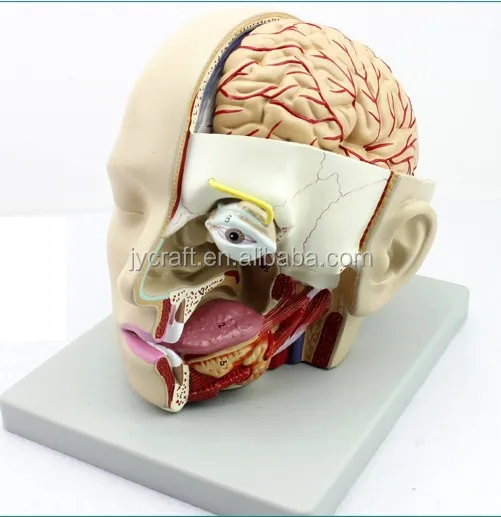 Medical anatomical plastic head brain model