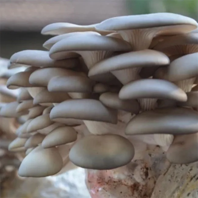 
 Устричные грибы Pleurotus Ostreatus, выращивание фермы, высокое качество  