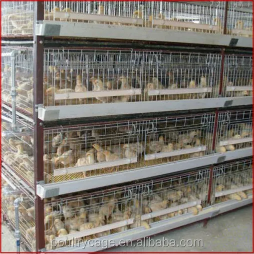 Direct Factory One Day Broiler Chicks Rearing Cages/Growing Broiler Chicken Cage For Sale(A Type & H Type Chick Cage
