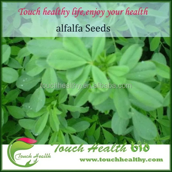 2021 Touchhealthy Supply best quality alfalfa seeds price