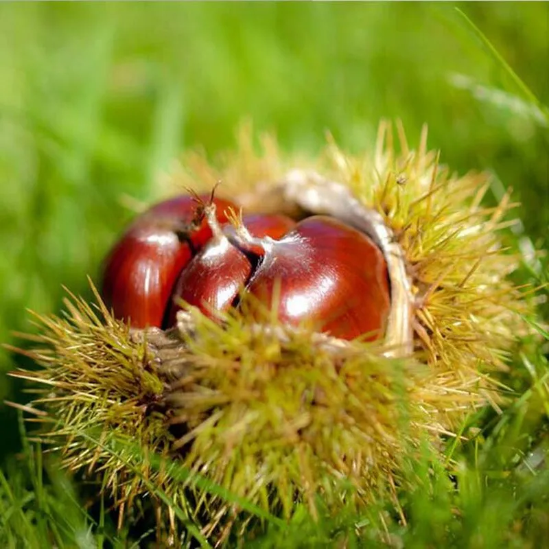 
Саженцы китайского каштана Castanea mollissima 