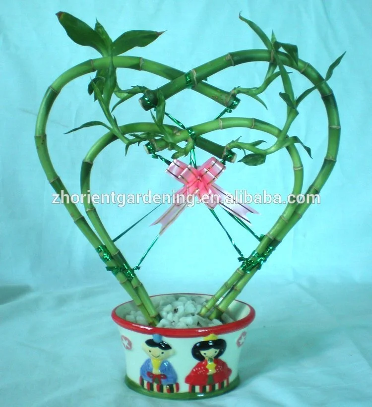 
heart shape lucky bamboo dracaena sanderiana air bonsai tree indoor ornamental aquatic plants nursery garden decoration 