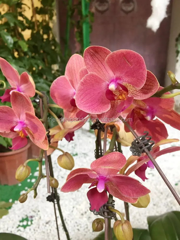 
Varieties of Orchid Phalaenopsis bonsai for sale 