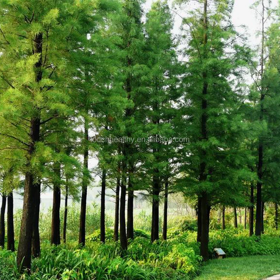 2021 семена пруда ципариса/семена тисодиума восходящего