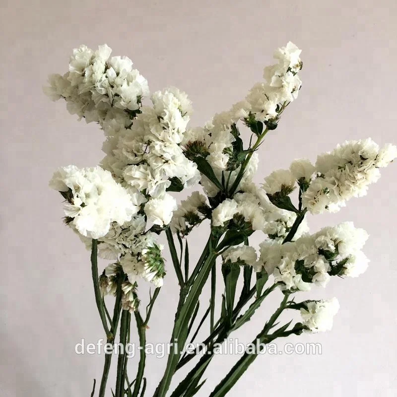 Dried flower limonium sinense for home decoration forget me not flower