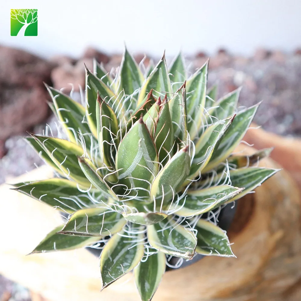 Горячая Распродажа, натуральные Свадебные суккуленты, Агава филифера