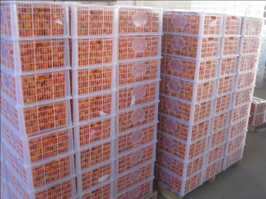 
Fresh Orange,Delicious Mandarin, From Turkey 