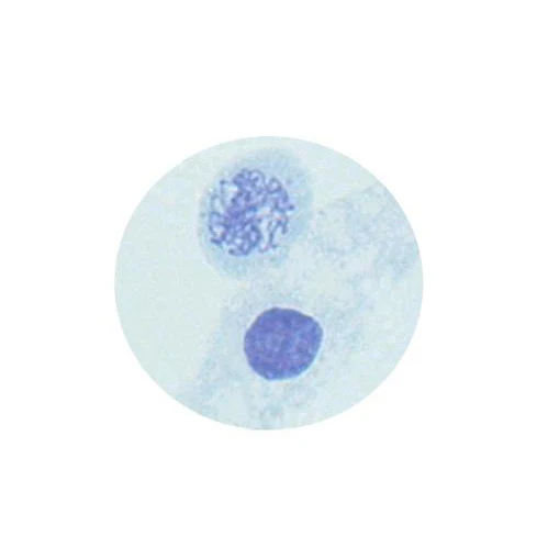 Подготовленные слайды для микроскопа растений лука мейоза набор ботаники школы