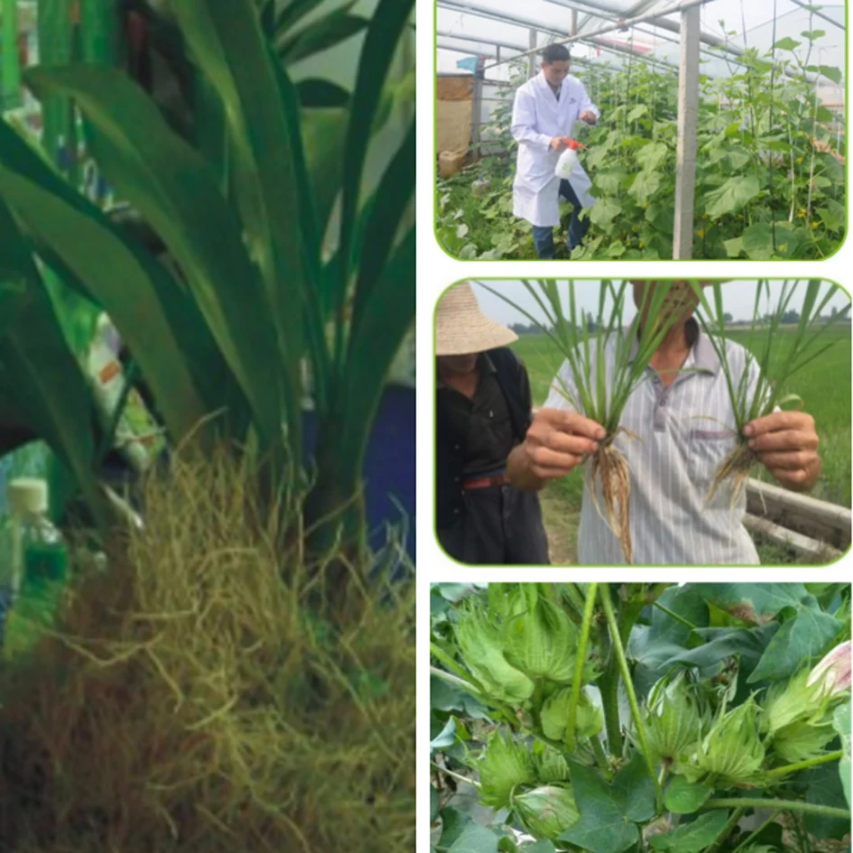 Auxin гормоны naa 1-нафталинуксусная кислота 98% naa