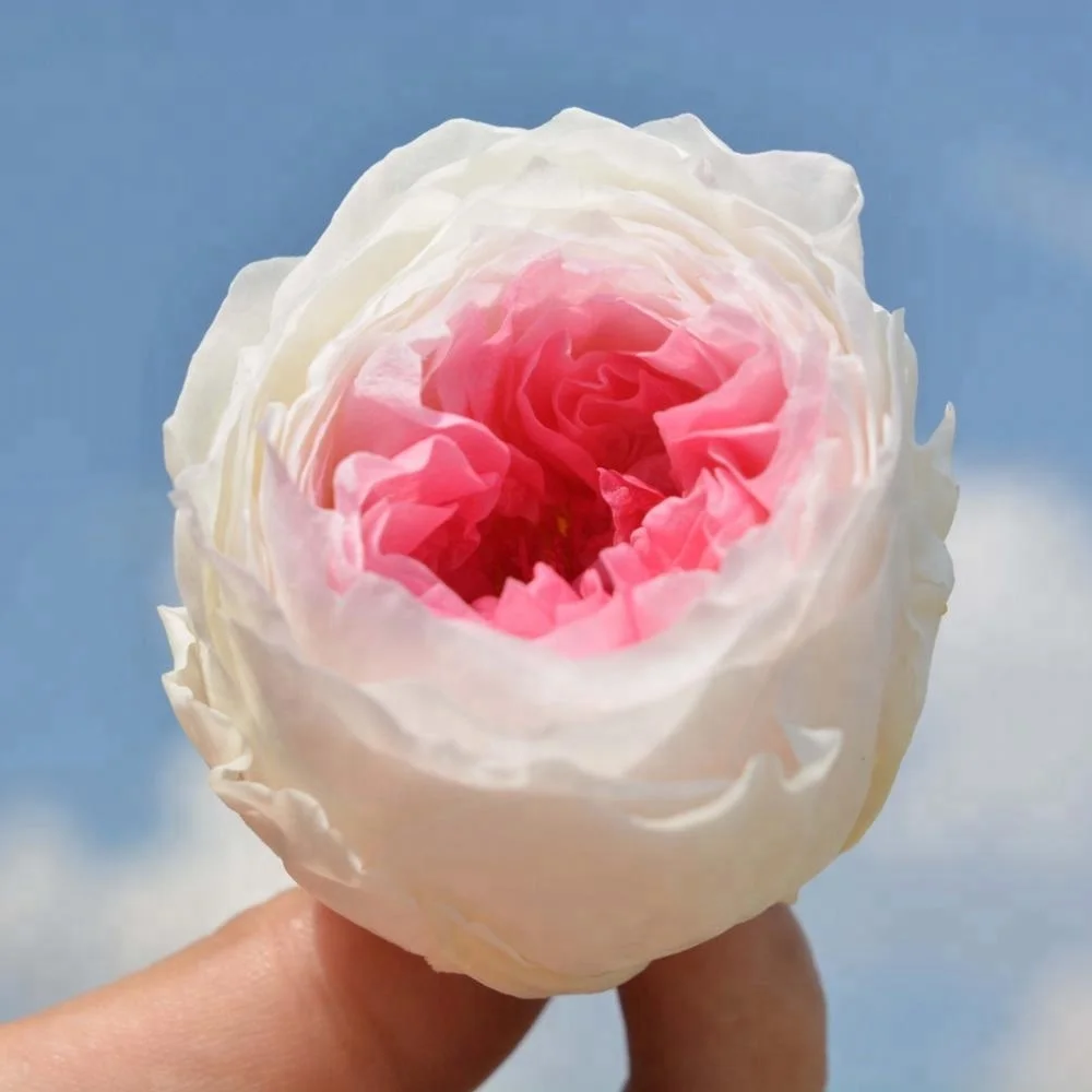 Best Online Export Sells Fresh Preserved Austin Roses Flowers for Key Chain