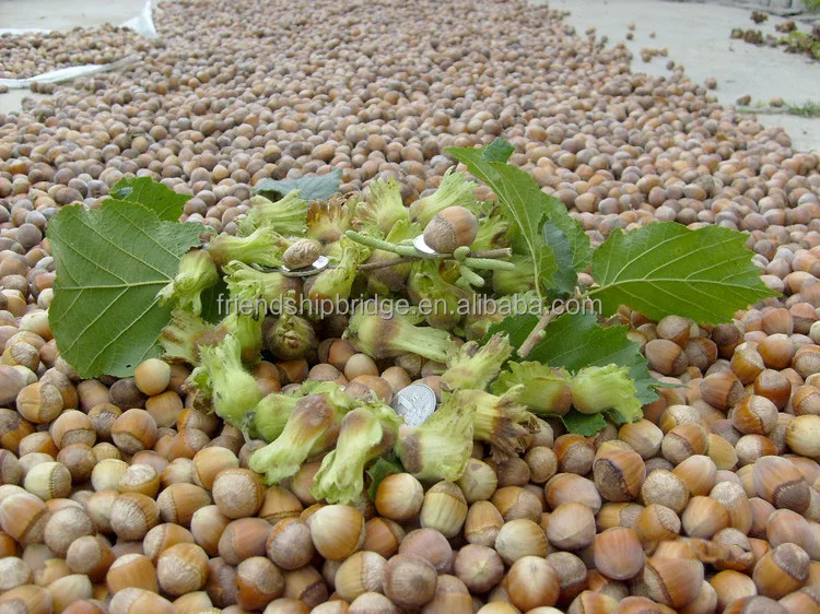 
Cold resistant Hybrid Hazelnut tree seedlings 