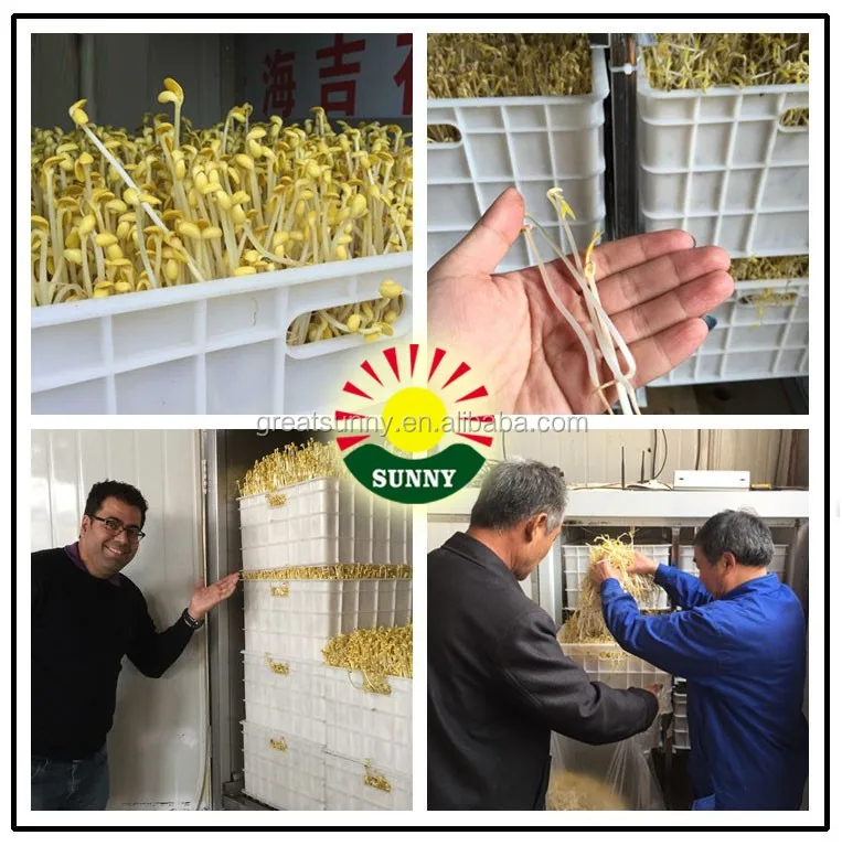 
High Capacity Barley/Bean Sprout Machine/Garlic Seedling Machine 
