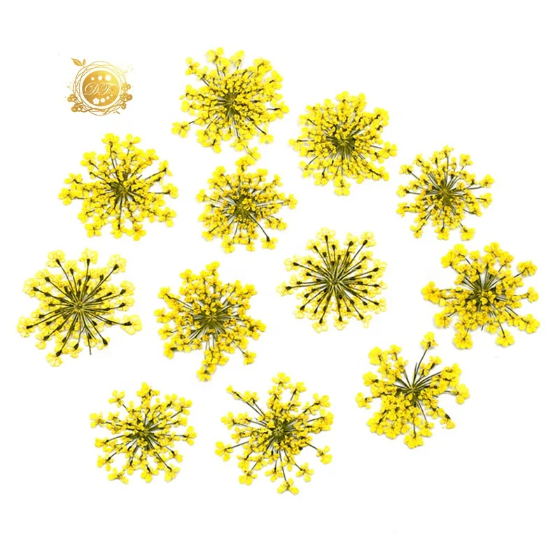 2022 Hot sale dried preserved babysbreath Detain flower for  home decoration