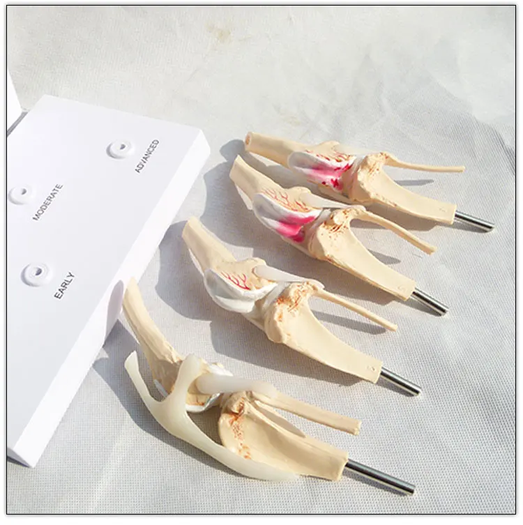 Dog knee joint model Stages of canine osteoporosis model
