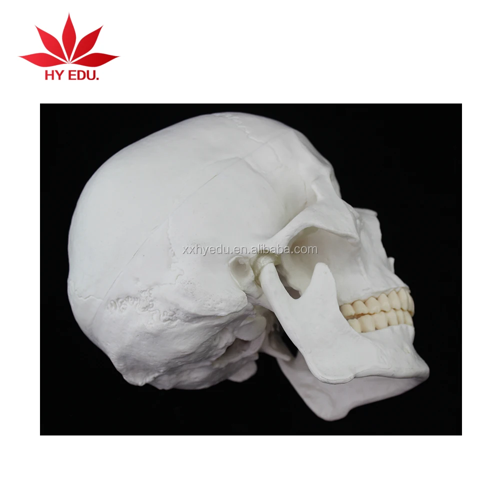 Educational supplies Life size skull model of human with 3 removable teeth anatomy of the skull