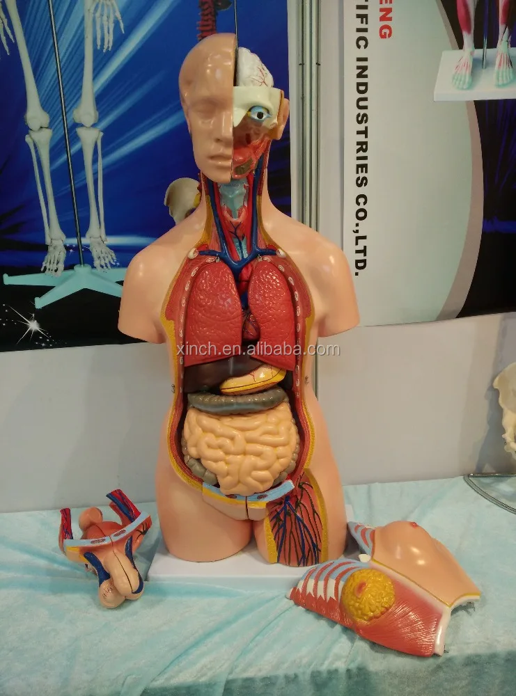 cheap science working model of human anatomy model