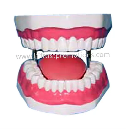 Dental Education Model