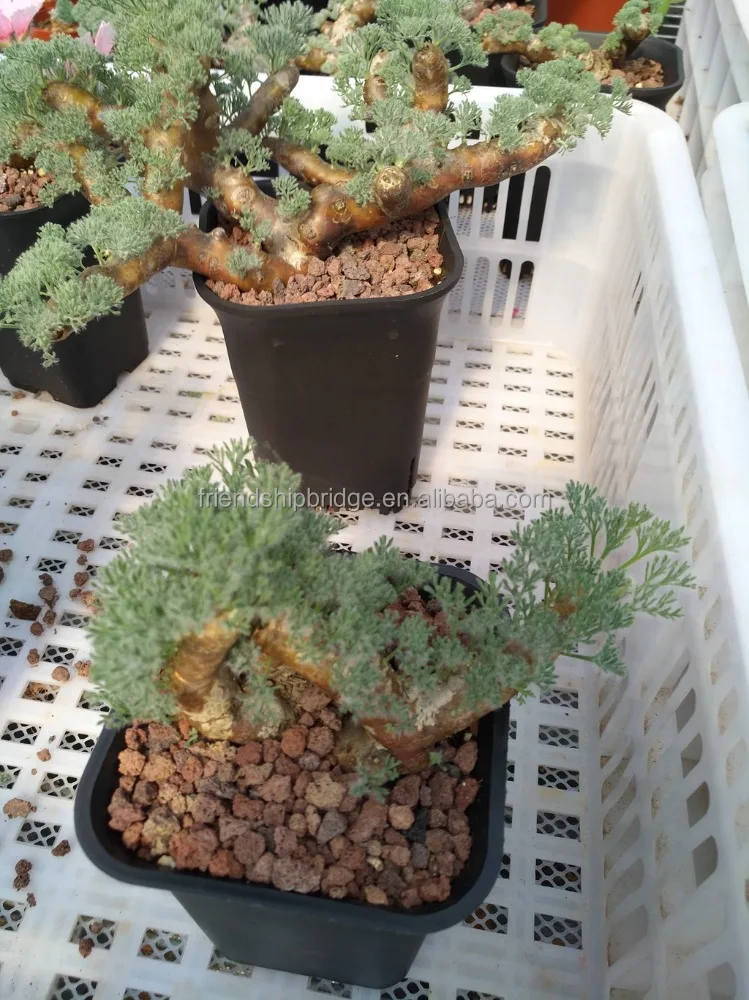 
Indoor & outdoor Monsonia multifida bonsai plants 