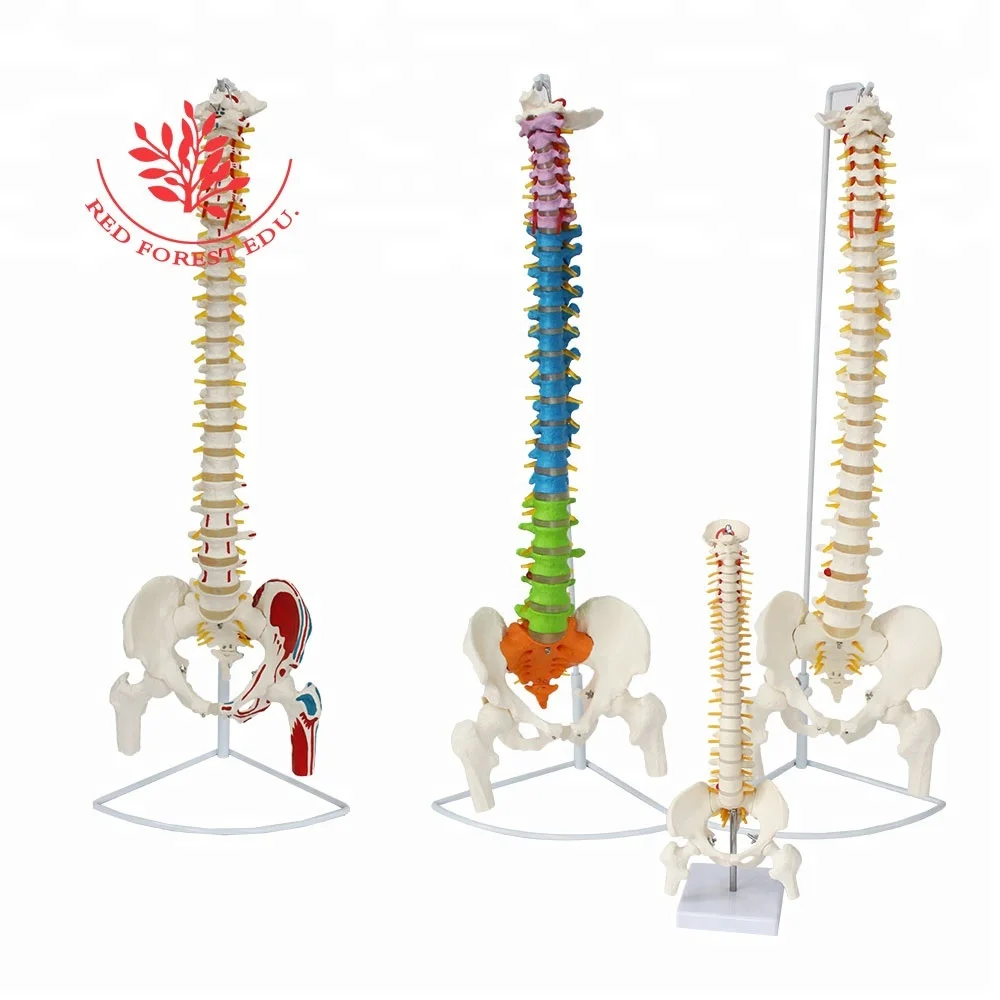 Spine Model Two Pieces Delivery Fee To Korea Only 37USD  Medical Science Human 3D Bone Anatomy Spine Model