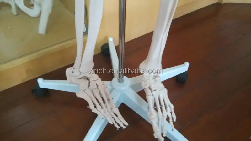 Пластиковый человеческий скелет 170 см и 66 дюймов