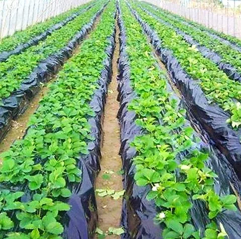 Clear white / black / red / silver reflective Plastic Orchard Film for strawberry apple fruit