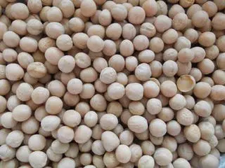 Non-GMO Bulk Wholesale Powder Isolate Pea Protein